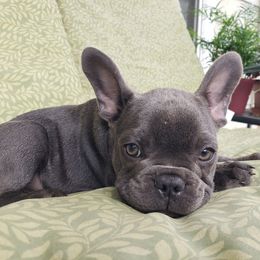 French Bulldog Puppies from LA_Texas Frenchie's