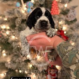 English Springer Spaniel Puppies from Willow Creek Farms