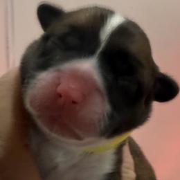 Fellow collar, girl - Red female Pembroke Welsh Corgi puppy in Hayes, Virginia from Gainesfield Labradors and Pembroke Welsh Corgis