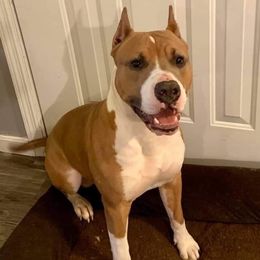 American Bullies and American Staffordshire Terriers from Marketabulls N Staffs