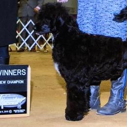 Lotus - Portuguese Water Dog