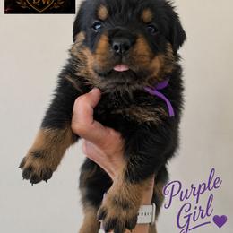 Purple girl - Black and mahogany female Rottweiler puppy in Lake City, Florida from Haus Der Wut Kennels