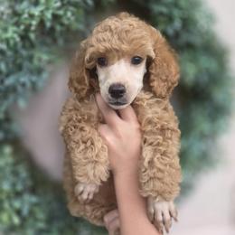VALOR - Red  male Poodle puppy in Taylors, South Carolina from Sosebees toy & mini poodles