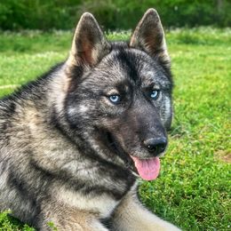 Sitka - Siberian Husky