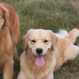 Golden Retrievers from Eureeka Goldens