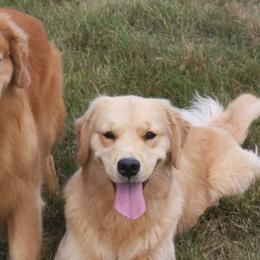 Golden Retrievers from Eureeka Goldens