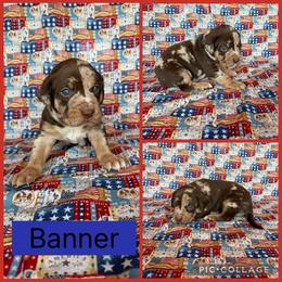 Banner - Red merle male Catahoula Leopard Dog puppy in Forbes, Minnesota from North Country Catahoulas