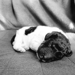 Double Doodle and Poodle Puppies from Perfect Poodles and Doodles LLC