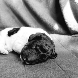 Double Doodle and Poodle Puppies from Perfect Poodles and Doodles LLC
