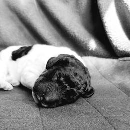 Double Doodle and Poodle Puppies from Perfect Poodles and Doodles LLC