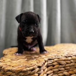 Red Collar Male - Black male American Pit Bull Terrier puppy in Pensacola, Florida from Alpha Alliance Kennels