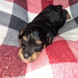 Boy 2 - Black male Schnoodle puppy in Holmesville, Ohio from Pawsome Puppies