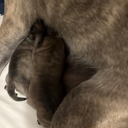 Louie - Brindle male Pug puppy in South Carolina from Pugs From the Corner