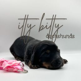 Frenchy - Black and tan female Dachshund puppy in Canton, Texas from Itty Bitty Dachshunds