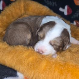 Cinnamon - Red tri-color female Australian Shepherd puppy in Russellville, Kentucky from Page Family Homestead