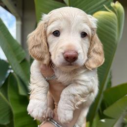 Prince Sterling  the cream boy - Cream male Dachshund puppy in El Cajon, California from Lisa Buxton