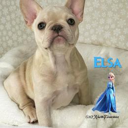 Elsa - Blue female French Bulldog puppy in Spokane, Washington from 47 North Frenchies, LLC