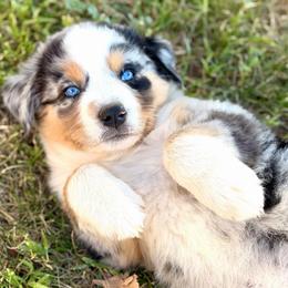 Tiana - Blue merle female Australian Shepherd puppy in Vernal, Utah from Dancing M Australian Shepherds