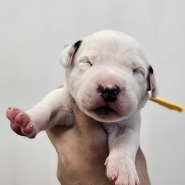 Yellow collar - White and black female Dalmatian puppy in Knoxville, Tennessee from Dazzling Dalz