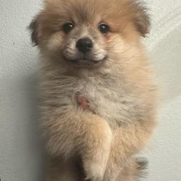 Boy 2 - Orange sable male Pomeranian puppy in Arleta, California from Poms De Valle