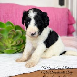 See You Soon Baboon - Tri-color male Bernedoodle puppy in Grove, Oklahoma from Guinn Family Farms