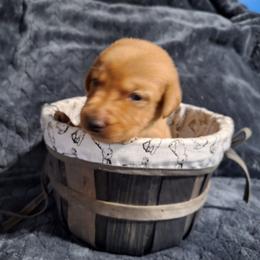 Green - Yellow male Labrador Retriever puppy in Bemidji, Minnesota from Northern Star Elite Quality Labrador Retrievers