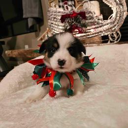 Girl 3 - Black and tan Pembroke Welsh Corgi puppy in Atascadero, California from California Corgis and Kunes