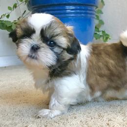 Shih Tzu Puppies from Willow Lane Shih Tzus