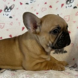 French Bulldogs from De-Jon Frenchies