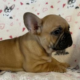 French Bulldogs from De-Jon Frenchies