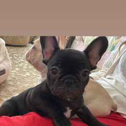 Girl - Brindle French Bulldog puppy in North Port, Florida from J. Taylor Frenchie Family Farms