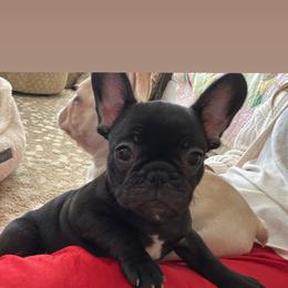 Girl - Brindle French Bulldog puppy in North Port, Florida from J. Taylor Frenchie Family Farms