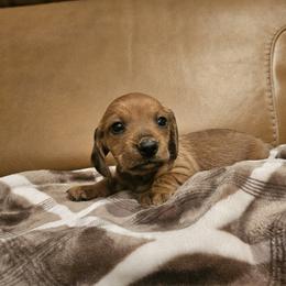 Isabelle - Sable female Dachshund puppy in Phoenix, Arizona from Arizona Desert Gold Dachshunds