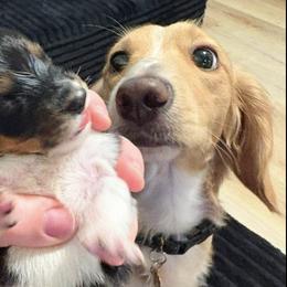 Dachshunds from Daily Sausage Kennels