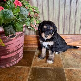 Lamine - Black phantom male Aussiedoodle puppy in Savannah, Missouri from Rose Creek Mini Aussies and doodles