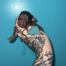 Hades- 3800.00 dollars - Chocolate and tan male Pomeranian puppy in Perry County, Ohio from Speechless Pom’s