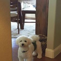 Bichon Frise All Grown Up from Nance Bichon Frise