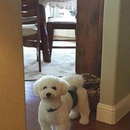 Bichon Frise All Grown Up from Nance Bichon Frise