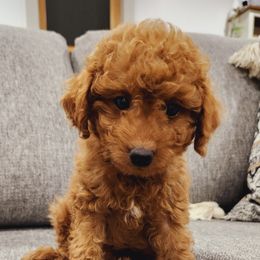 Aussiedoodle, Bernedoodle, and Goldendoodle Puppies from Doodle Paws Pups