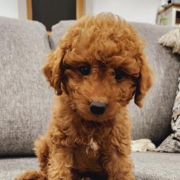 Aussiedoodle, Bernedoodle, and Goldendoodle Puppies from Doodle Paws Pups