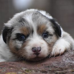 Australian Shepherd Puppies from 10-BAR-Y RANCH