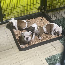 Bulldog Puppies from Wet Dog Ranch