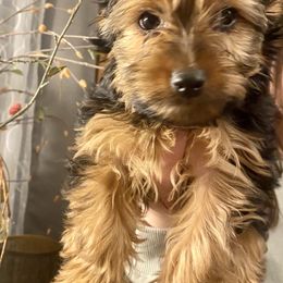 Yorkshire Terrier Puppies from Cutest AKC AZ Yorkies