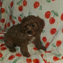 Missy - Red female Cavapoo puppy in Copan, Oklahoma from Lebel Cavapoos