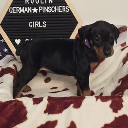 Brite Black F- Purple - Black female German Pinscher puppy in Chatham, Virginia from Wild Mountain Haven K9