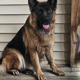 Aurelia - German Shepherd