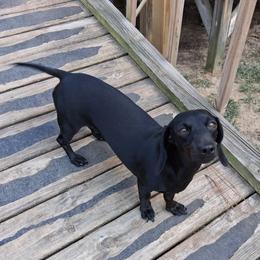 Mia - Dachshund
