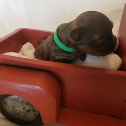 Choco male - Liver Yorkshire Terrier puppy in Corryton, Tennessee from Tindalls House Mtn Yorkies