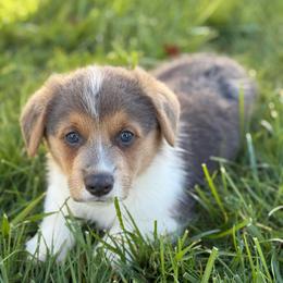 Gus - Blue male Pembroke Welsh Corgi puppy in Anderson, California from Flying K Corgis