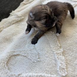 Pomeranian Puppies from Tinkerpoms